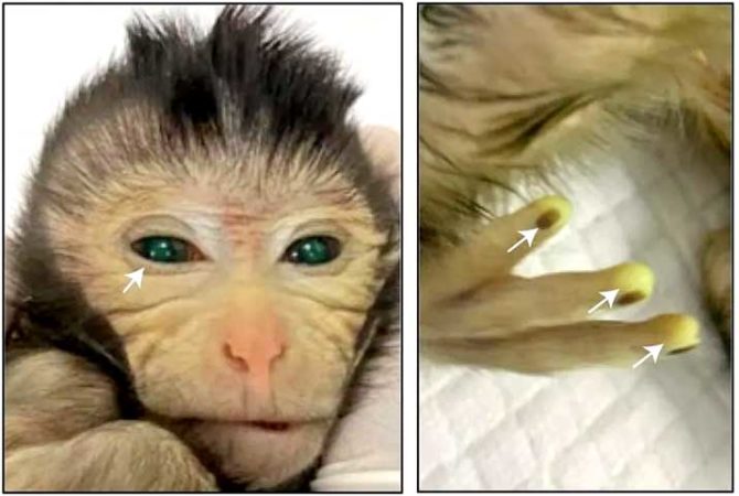 Macaco “quimera”: Cientistas da China criam animal fluorescente