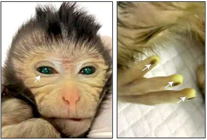 Olhos e ponta dos dedos fluorescentes - Macaco Quimera