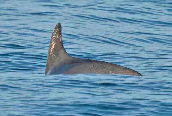 Acredita-se que apenas 10 vaquitas ainda existam no nosso planeta, e elas vivem no Golfo da Califórnia, próximo à costa oeste do México e dos Estados Unidos.