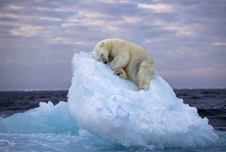 Cama de gelo, arquipélago norueguês de Svalbard - Fotógrafo de Vida Selvagem -