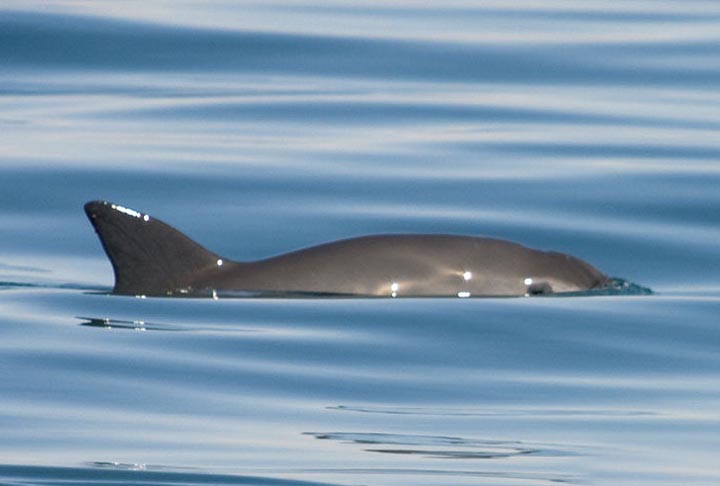 A vaquita é um animal solitário que se alimenta principalmente de peixes pequenos, como sardinhas e anchovas.