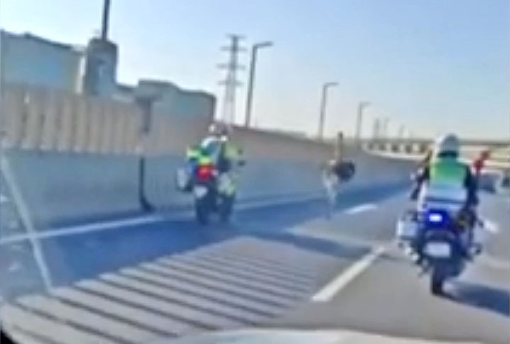 Wang, uma testemunha, disse que viu o avestruz na rodovia por volta das 8h da manhã.