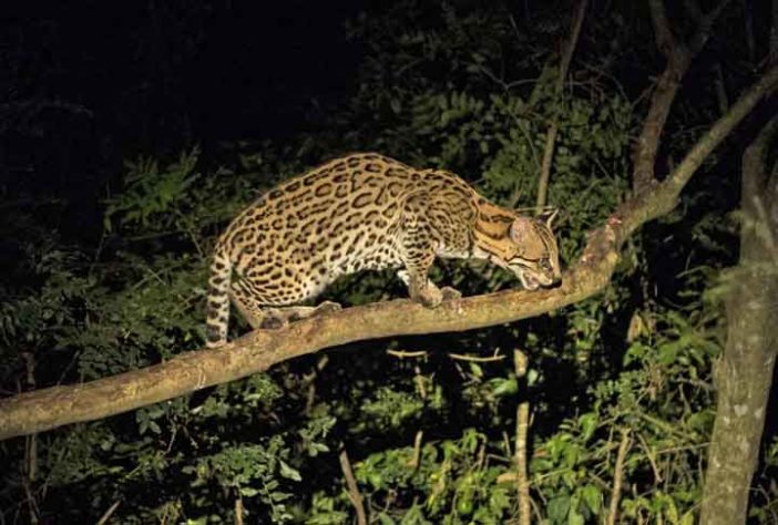 Jaguatirica e onça 