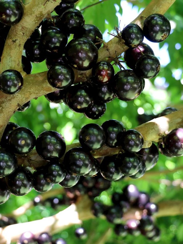 Maior pomar de jabuticaba do mundo fica no Brasil e produz vinho da fruta