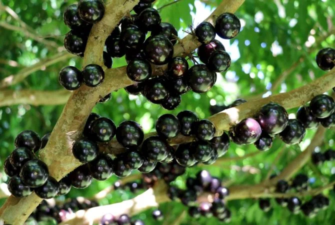 Maior pomar de jabuticaba do mundo fica no Brasil e produz vinho da fruta