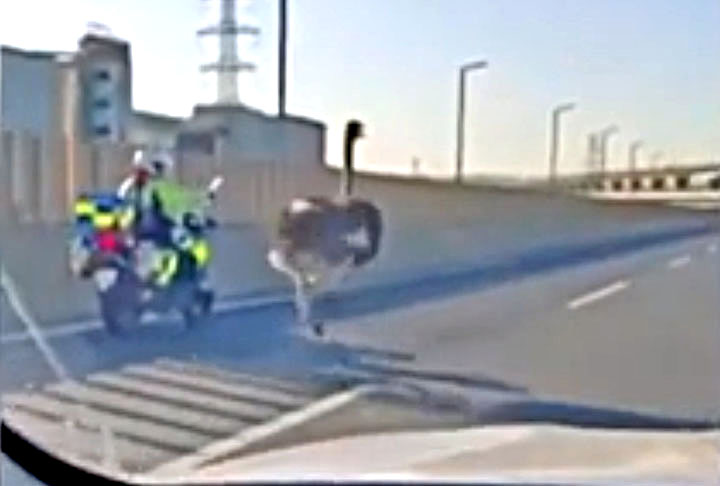 De acordo com a agência Reuters, o animal deu trabalho aos agentes.