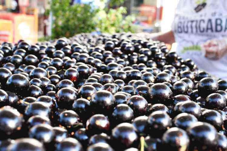 Jabuticaba é eleita segunda melhor fruta do mundo em ranking