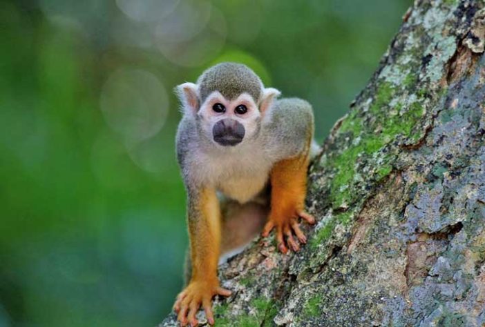 Macaco quimera