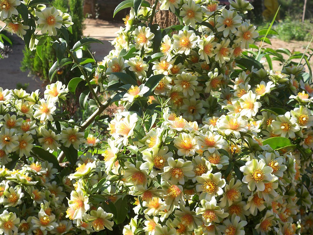 <p>O nome curioso vem do latim “ora pro nobis”, que significa “rogai por nós”. A expressão surgiu porque a planta crescia em quintais de igrejas, sendo colhida após as rezas. Com o tempo, o nome popular se consolidou e virou marca registrada dessa planta nutritiva.</p>
