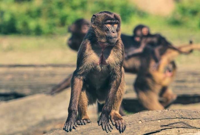 Macaco quimera