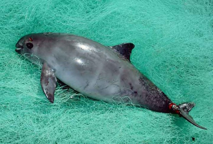 Vaquitas