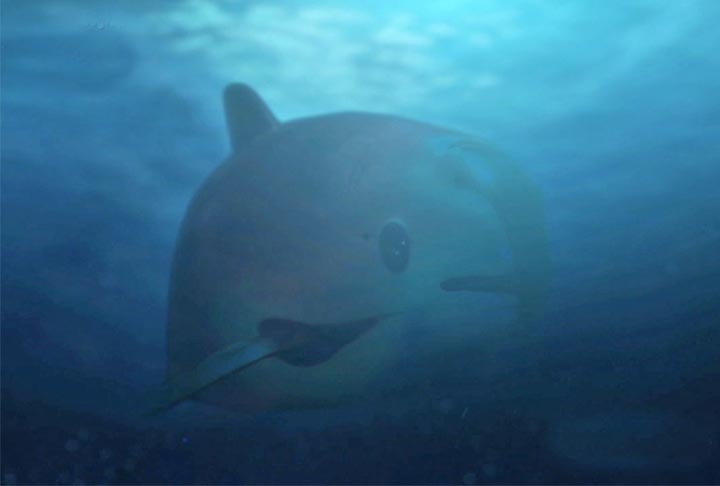Em princípio, essa ação conseguiu diminuir a atividade em 90% na região, mas há preocupações de que isso possa apenas transferir o problema para fora dessa zona, colocando as vaquitas em risco quando saem da área protegida.