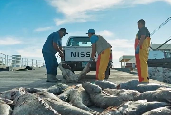 Além disso, as vaquitas são um exemplo claro de como as ações humanas podem causar grandes danos à natureza e ao ecossistema.