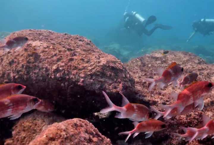 3º) Barreira de Recife da Nova Caledônia: Localizada no Oceano Pacífico Sul, essa barreira tem mais de 1.500 km de extensão. Além de circundar a Grande Terre, a maior ilha da Nova Caledônia, ela engloba também a Ilha dos Pinos e várias outras ilhas menores.