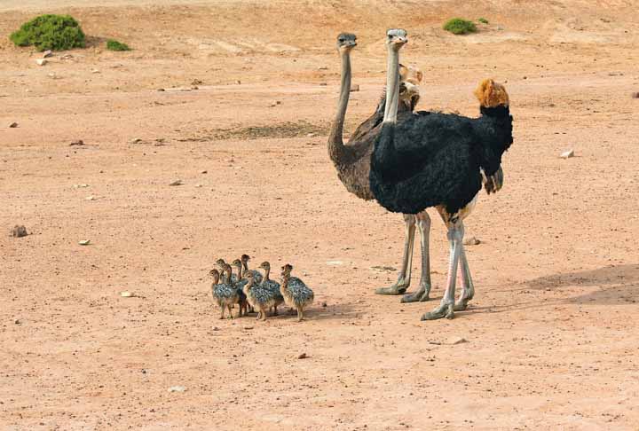 Os avestruzes, na natureza, podem ser encontrados na África, especialmente nas partes mais secas e arenosas.