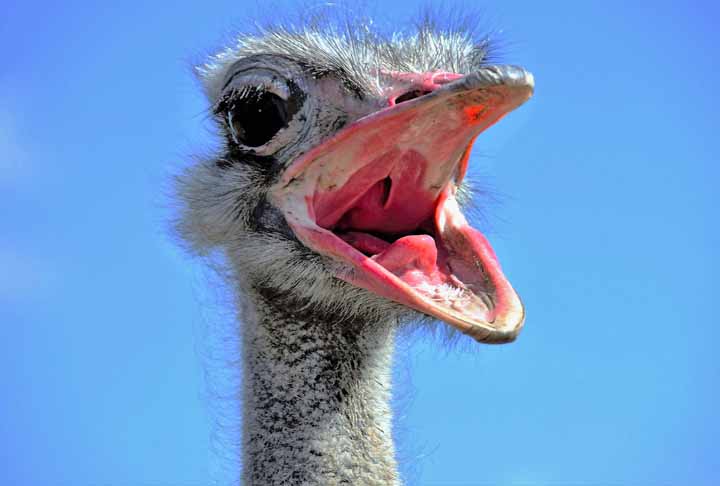 Como, então, o animal foi visto numa cidade no sudoeste da China?