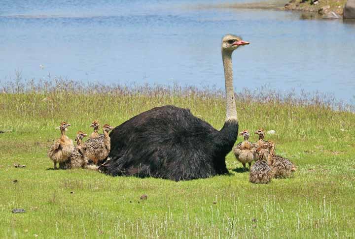 Provavelmente, o animal visto na estrada vive no zoológico de Zhengzhou.
