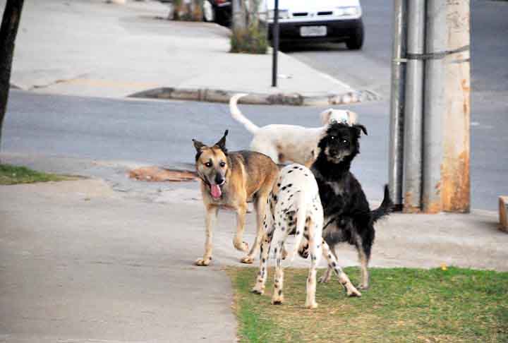 Projeto de adoção veste cachorros como garis