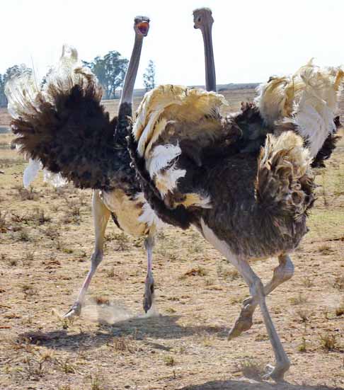 Como comprovado no fato ocorrido em Zhengzhou, esse animal possui impressionantes habilidades de corrida. A velocidade dos avestruzes por chegar a 70 km/h
