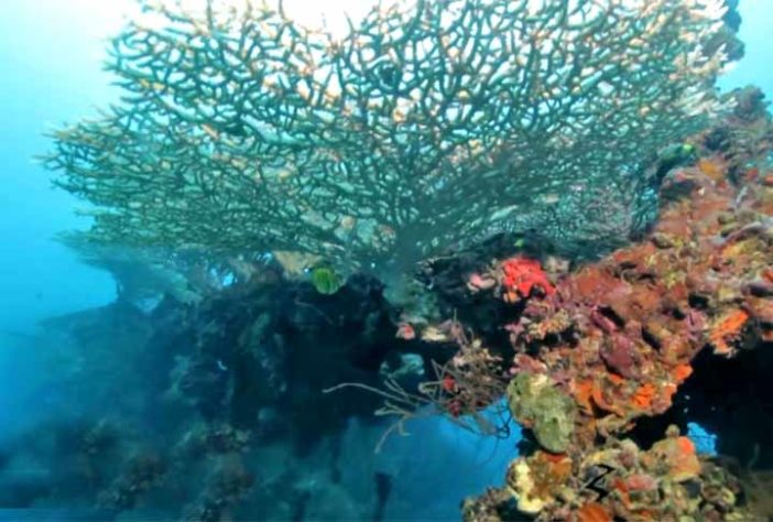 Fernando de Noronha - Corais e Recifes