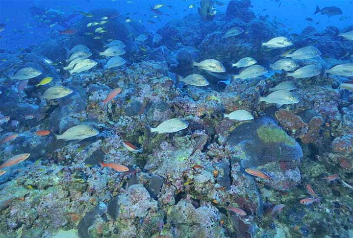 A região abriga uma variedade incomparável de vida marinha, tornando-a um paraíso para mergulhadores e amantes da natureza. São mais de 1.200 espécies de peixes, incluindo os coloridos peixes-palhaço e peixe-anjo, além de tartarugas marinhas, golfinhos, dugongos e tubarões