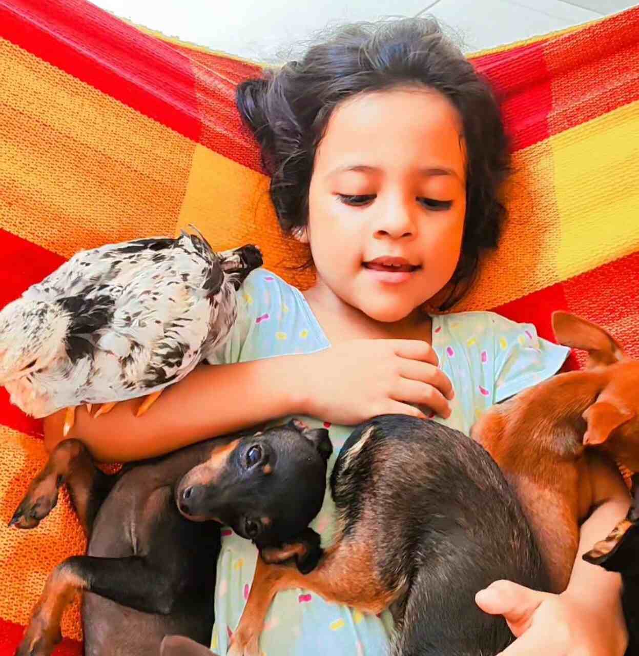 Helena Sophia, então com apenas cinco anos, de Rio Branco, no Acre, fez vídeos nas redes sociais cuidando de seus animais pinscher.