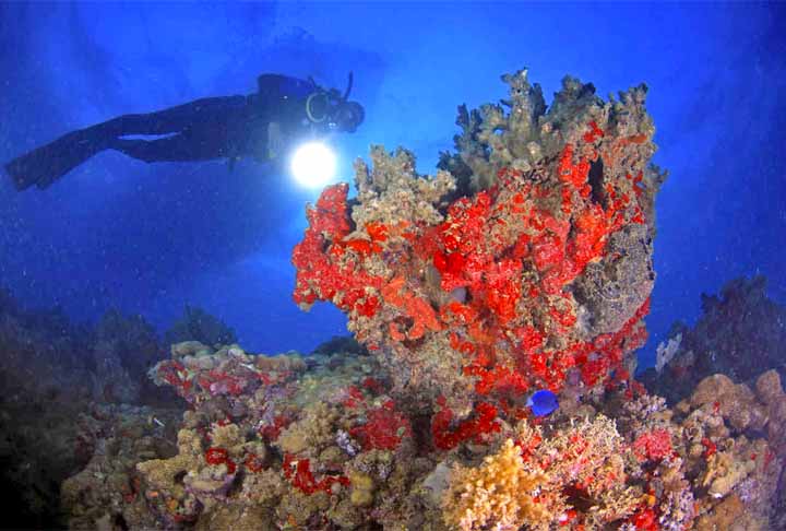 Corais: Apesar de parecerem plantas, são animais e constroem colônias vivas. Os corais são animais invertebrados fixos. Vivem em recifes tropicais. Podem viver milhares de anos como colônias.
