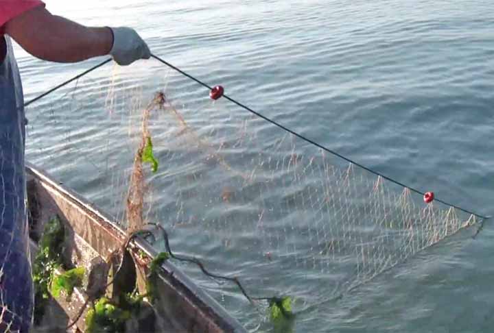 A principal razão desse declínio – de 30 para 10 – é a pesca ilegal de totoabas (uma espécie de peixe ameaçada) utilizando redes de emalhar.