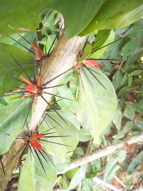 <p>A fama de “carne dos pobres” nasceu em épocas em que proteína animal era cara ou escassa. As folhas da ora-pro-nóbis, ricas em proteína vegetal, supriam essa necessidade. Assim, tornaram-se uma alternativa acessível e nutritiva para famílias de baixa renda.</p>
