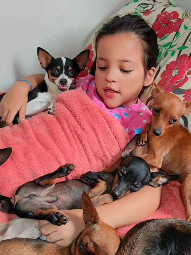 ‘Encantadora de pinscher’: Menina viralizou ao botar cachorros para dormir