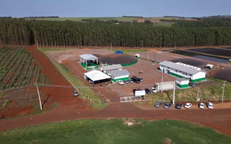 Cidade do Paraná faz estrume de porco virar energia elétrica