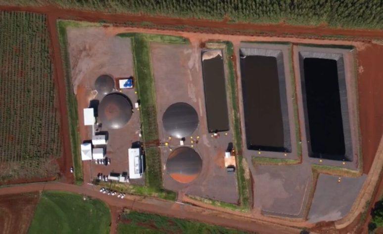 Cidade do Paraná faz estrume de porco virar energia elétrica