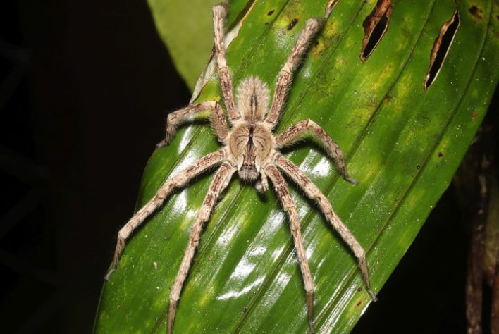 Aranha-armadeira (Phoneutria)