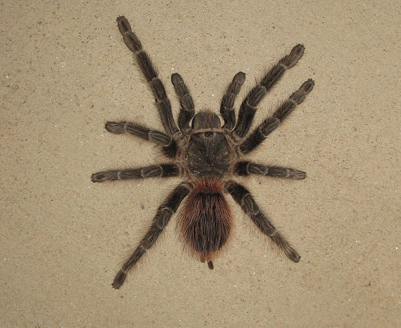 aranhas 