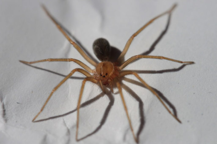 aranhas 