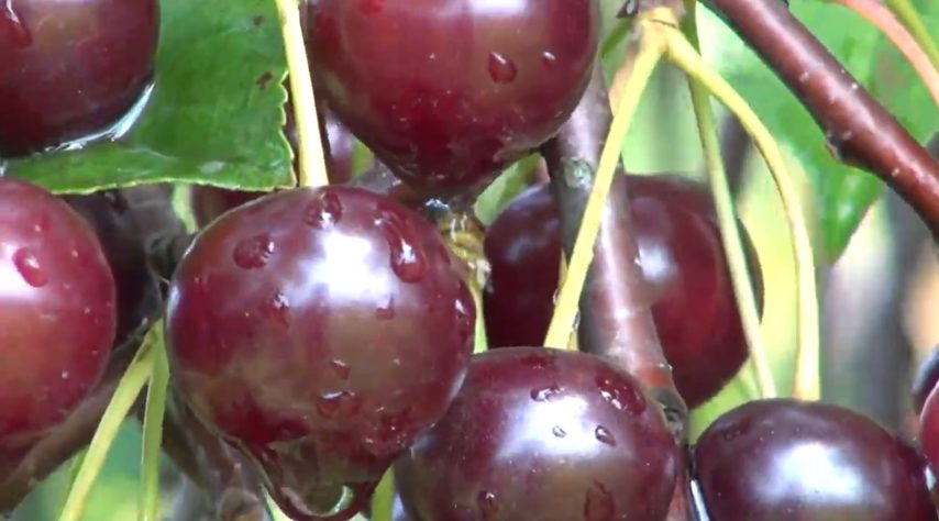 melhores frutas