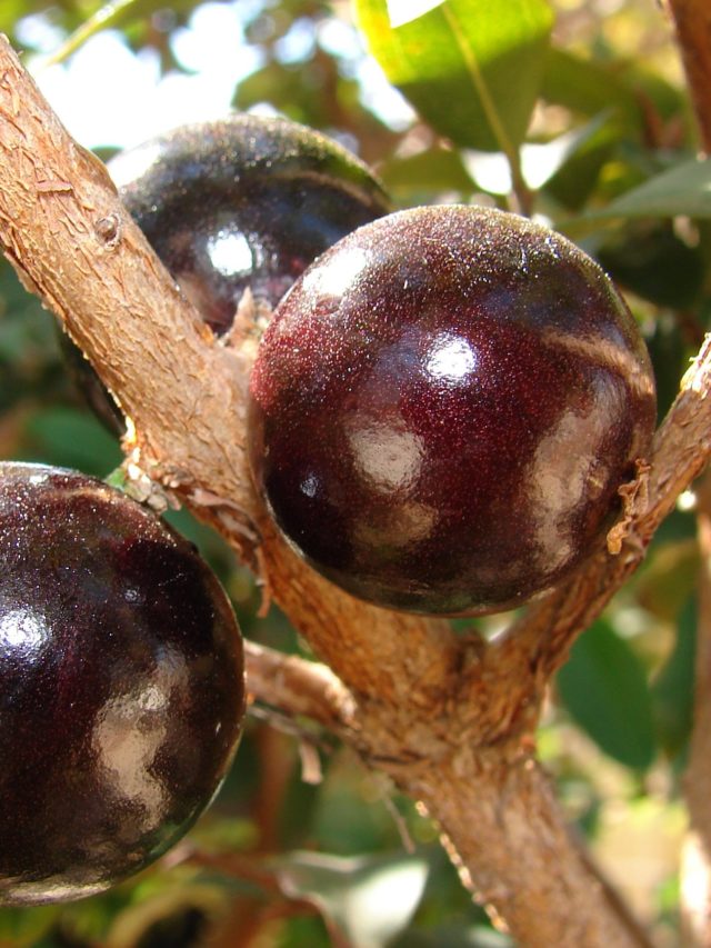 Jabuticaba tem cascas com potentes antioxidantes
