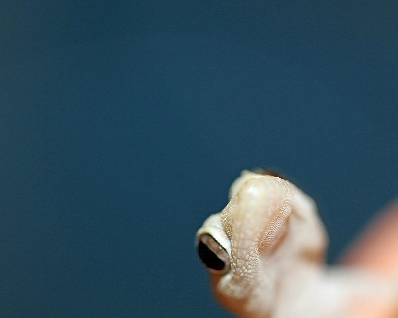Embora algumas culturas associem a presença de lagartixas à boa sorte e outras à sujeira, biólogos explicam que elas entram nas casas porque encontram abrigo e alimento em abundância.