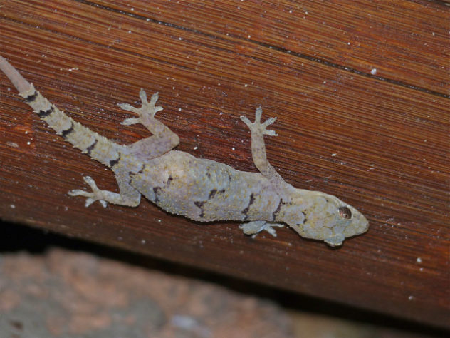 Lagartixa
