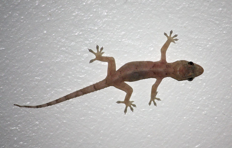 Lagartixa