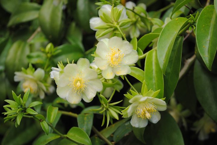 <p>Ora-pro-nóbis<br />
Conhecida como superalimento brasileiro, a ora-pro-nóbis é rica em proteínas, ferro e cálcio. Contribui para músculos fortes e bom funcionamento do organismo. Muito usada em receitas tradicionais, vem ganhando novos admiradores.</p>
