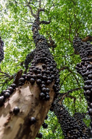 Jabuticaba