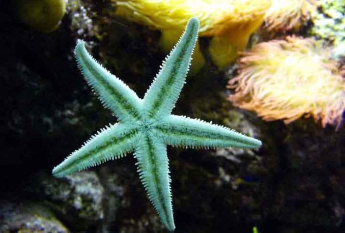 Estrelas do Mar  - Criaturas Marinhas -  U Hd/Pixabay