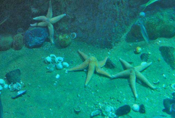 Estrelas do Mar  - Criaturas Marinhas -Matthew Gollop/Pixabay