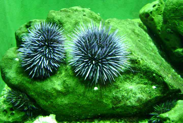 <p>Os ouriÃ§os-do-mar pertencem Ã  classe Echinoidea, dentro dos equinodermos. AlÃ©m deles, existem pepinos-do-mar (Holothuroidea) e estrelas-do-mar (Asteroidea), cada grupo com adaptaÃ§Ãµes prÃ³prias para sobreviver em diferentes ambientes.</p>

