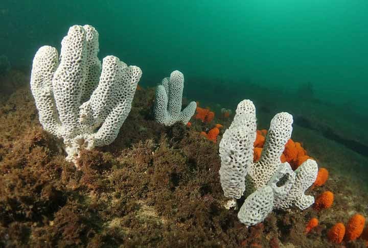 As esponjas-do-mar são provavelmente os animais que vivem mais tempo do mundo. Elas já existiam há 542 milhões de anos e algumas superaram 10.000 anos de vida. Estima-se que a mais antiga, da espécie Scolymastra joubini, tenha vivido 13.000 anos.  - Flickr John Turnbull