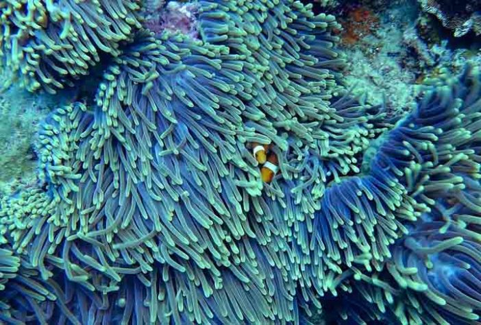 Corais - Criaturas Marinhas -