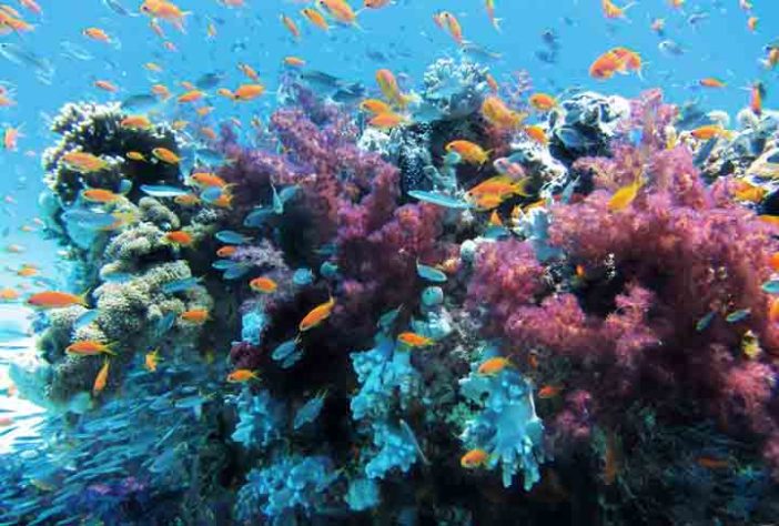 Corais - Criaturas Marinhas -
