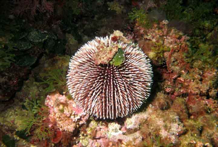 O ouriço-do-mar vermelho tem cerca de 20 centímetros de diâmetro e tem espinhos de até 8 cm. É o maior ouriço-do-mar existente. Ele se alimenta principalmente de algas e pode ser particularmente voraz. Além disso, pode chegar a 200 anos de vida. -  Carolina Umberto/Pixabay
