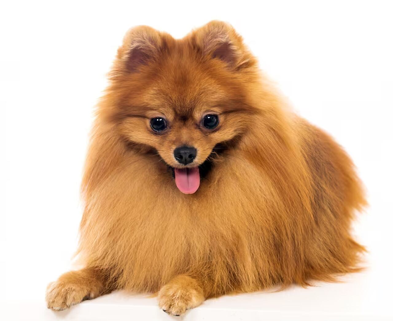 Spitz Alemão (Lulu da Pomerânia) — Muito atento e ligado aos tutores, o pequeno Spitz Alemão costuma perceber rapidamente a aproximação de pessoas e sons diferentes. Essa característica faz dele um eficiente cão de alerta, mas também pode resultar em uma frequência considerável de latidos.